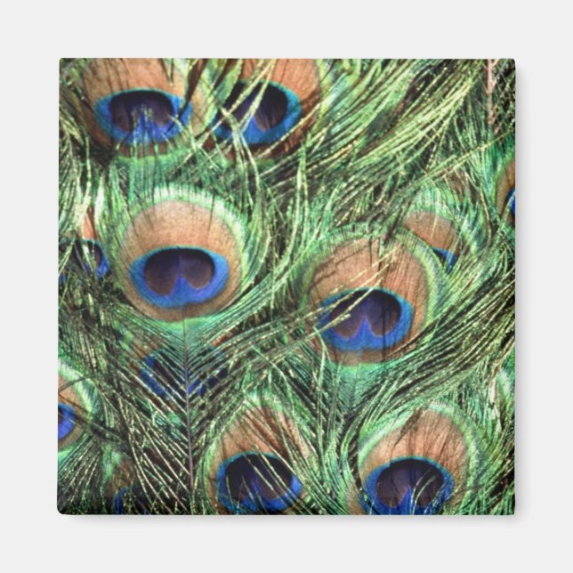 Imã Belo Pavão (Frente)