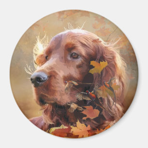 Imã Belo Red Setter Irlandês