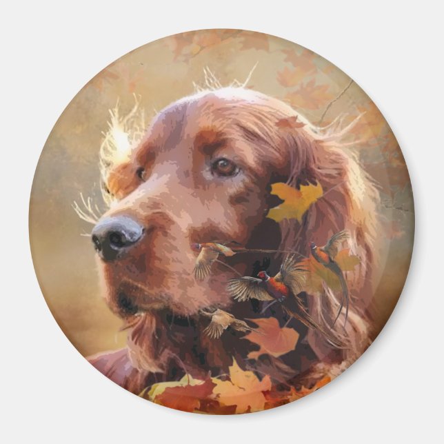 Imã Belo Red Setter Irlandês (Frente)