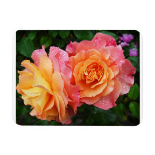 Ímã Belo rosa e rosa laranja