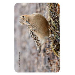 Ímã Belo sanduíche assado na praia