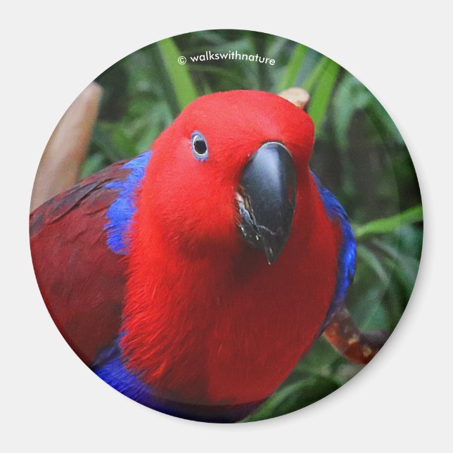 Imã Belo "Senhora em Vermelho" Eclectus Parrot (Frente)