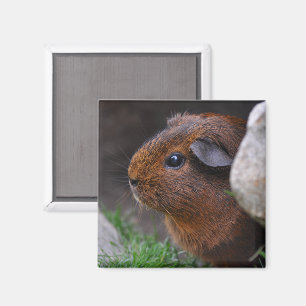 Imã Belo Suave Agouti Guiné Porco Atrás do Rock