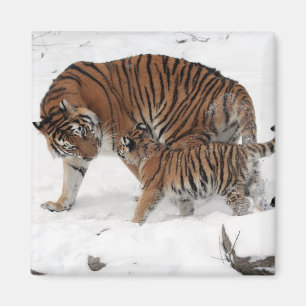 Imã Belo Tigre e Cub