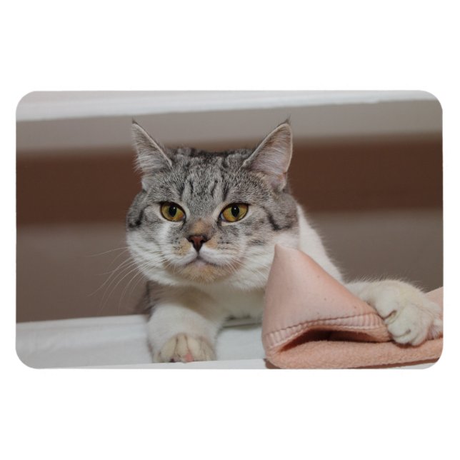 Ímã Belo Tomcat de Shorthair Britânico (Horizontal)