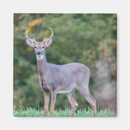 Imã Belo Veado Branco Buck Deer no Campo