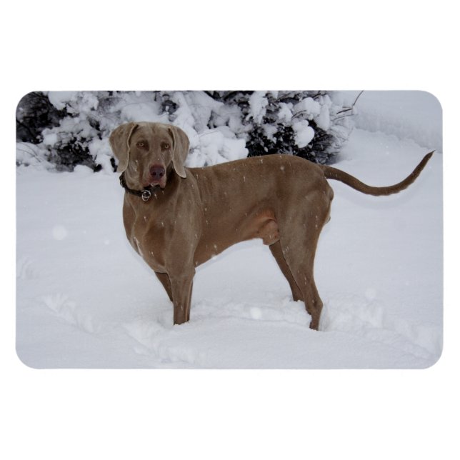Ímã Belo Weimaraner na neve (Horizontal)