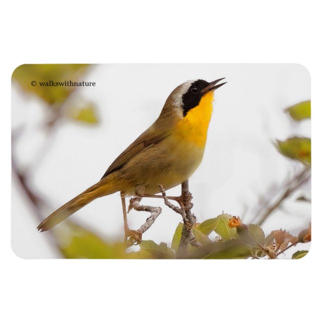 Ímã Belo Yellowthroat Warblbird (Horizontal)