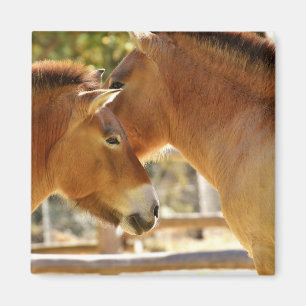 Imã Belos Cavalos