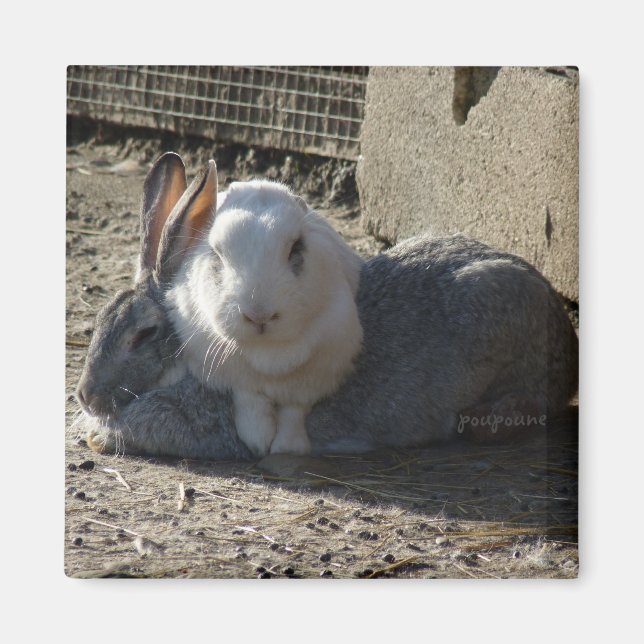 Imã belos coelhos (Frente)