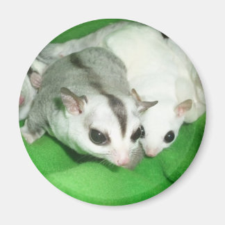 Imã Belos planadores