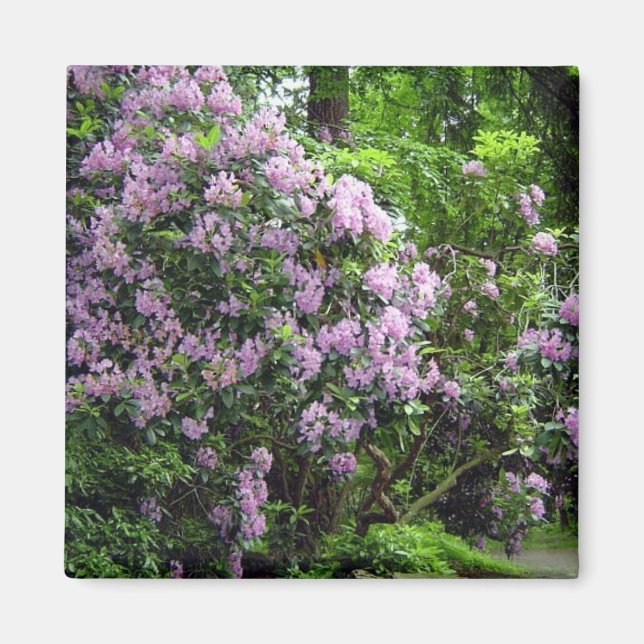 Imã Belos Rododendros (Frente)