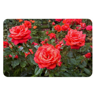 Ímã Belos Rosas, Portland, Oregon