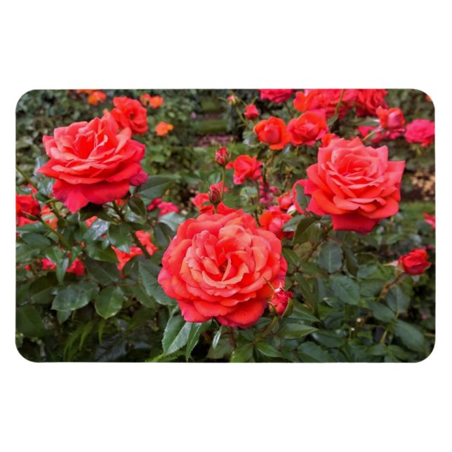 Ímã Belos Rosas, Portland, Oregon (Horizontal)