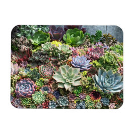 Ímã Belos Suculentos