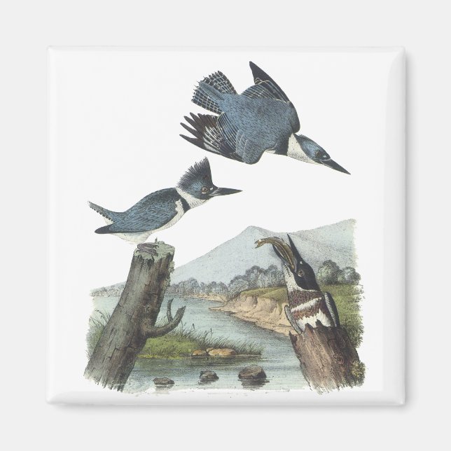 Imã Belted Kingfisher, John Audubon (Frente)
