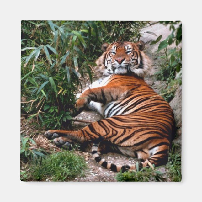 Imã Bengal Tiger (Frente)