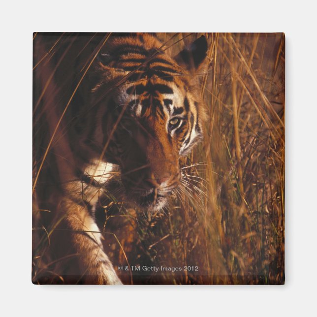Imã Bengal Tiger (Frente)
