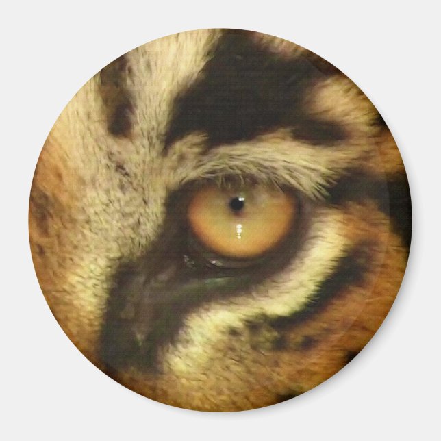 Imã Bengal Tiger's Eye Wildlife Big Cat Lover Foto (Frente)