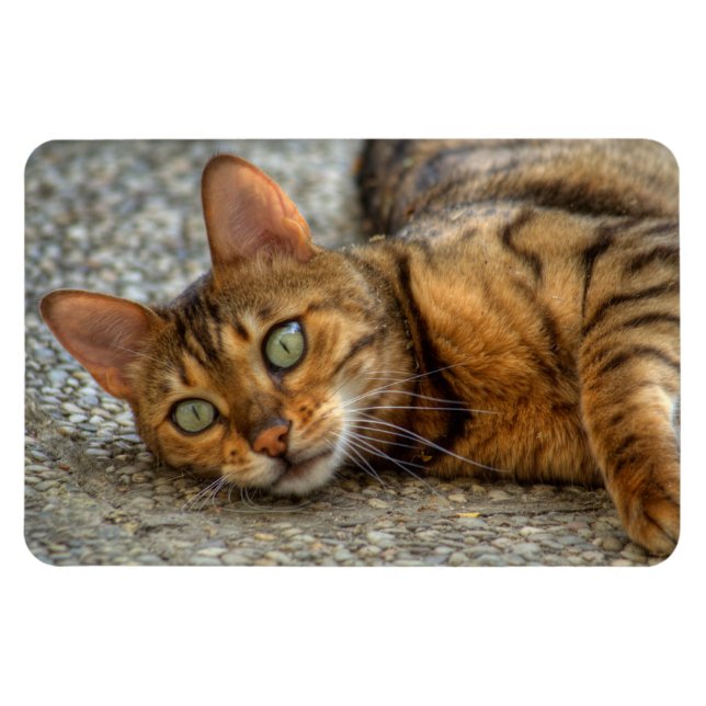 Ímã Bengala Cat (Horizontal)