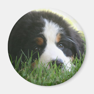 Imã Bernese Puppy