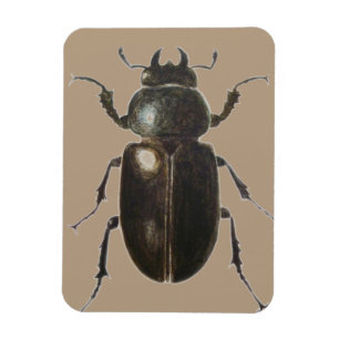 Ímã Besouro de veado 2011