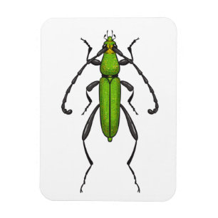 Ímã Besouro verde