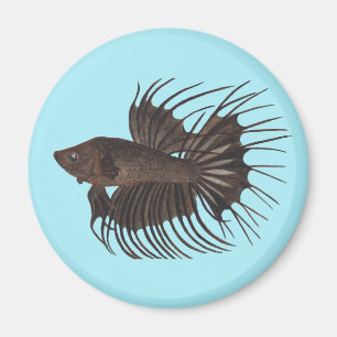 Imã Betta Fish