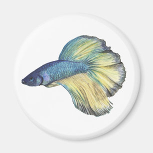 Imã Betta Fish