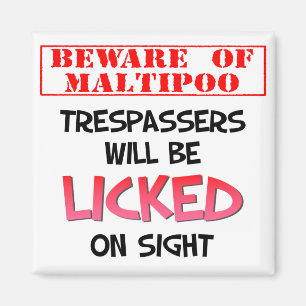 Imã Beware de lamber o ímã (branco) de Maltipoo