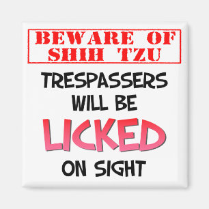 Imã Beware de Shih Tzu o ímã quadrado (branco) de 2