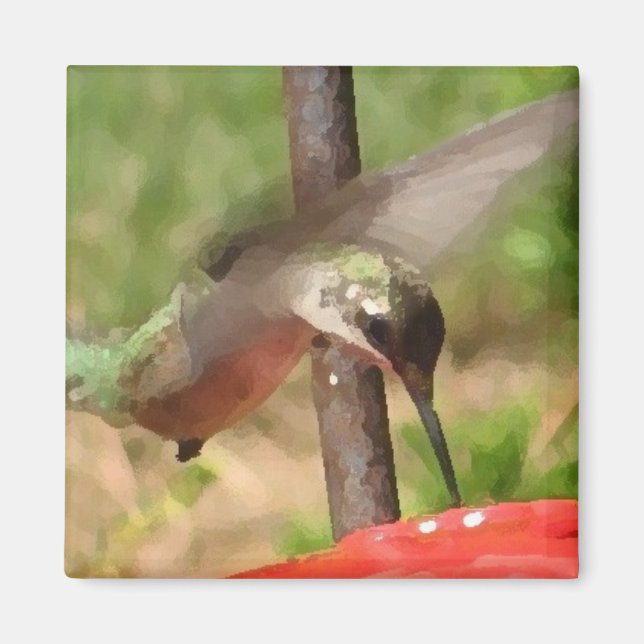Imã BG- Hummingbird Magnet (Frente)