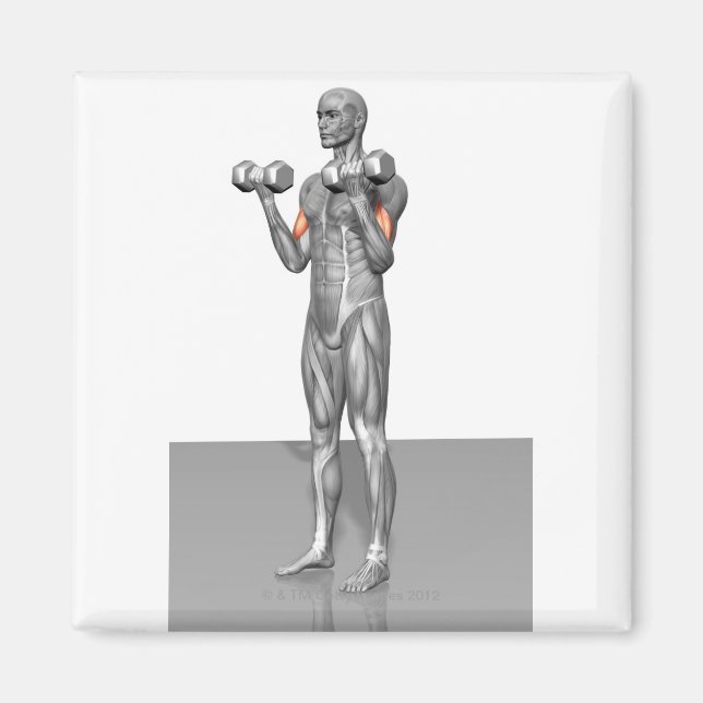 Imã Biceps Pendentes Curva 2 (Frente)