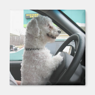 Imã bichon de condução