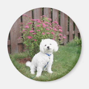 Imã Bichon Frise