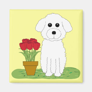 Imã Bichon Frise