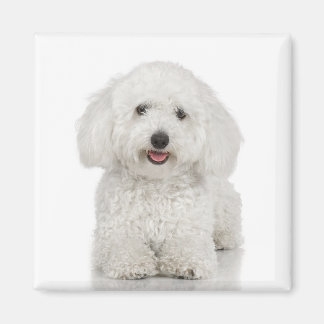 Imã Bichon Frise Magnet