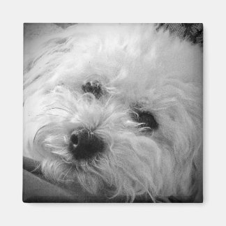 Imã Bichon Frise Maltipoo
