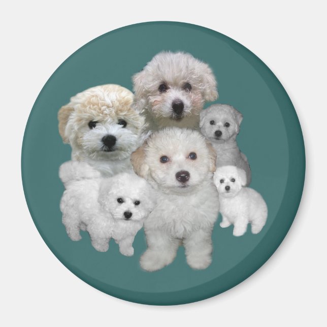 Imã Bichon Frise Puppies Magnet (Frente)