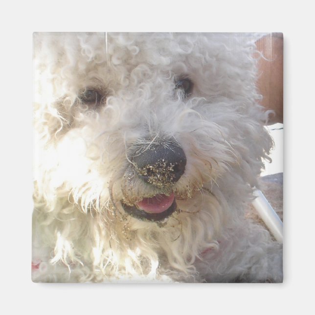 Imã Bichon Frise Square Magnet (Frente)