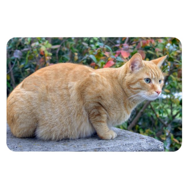Ímã Big Red Tabby (Horizontal)
