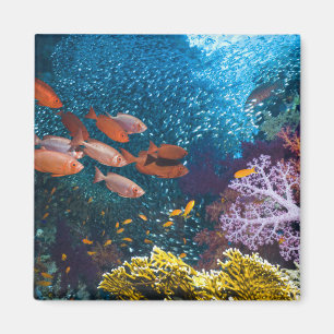 Imã Bigeye ou Óculos de proteção-Olho do cenário