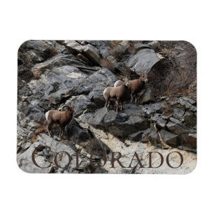 Ímã Bighorn Sheep Colorado Souvenir