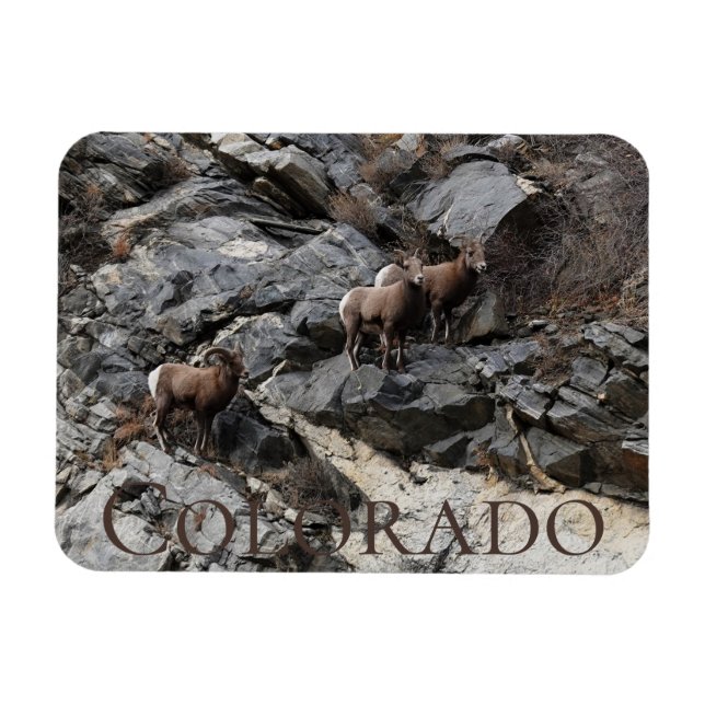 Ímã Bighorn Sheep Colorado Souvenir (Horizontal)