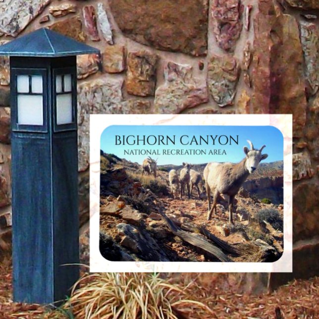 Ímã BIghorn Sheep Ewes and Young, BIghorn Canyon (Criador carregado)