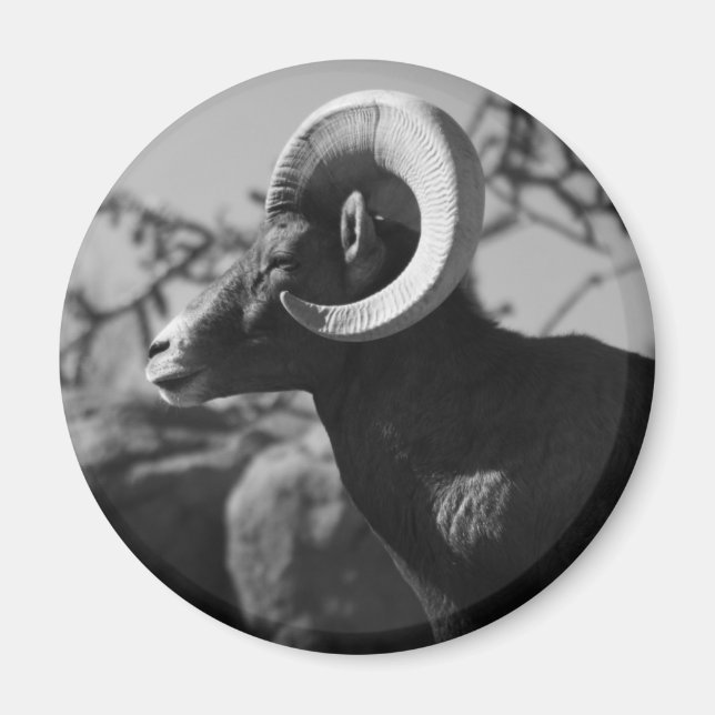 Imã Bighorn Sheep Magnet (Frente)