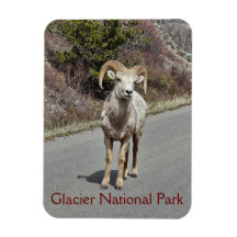 Bighorn Sheep Photo