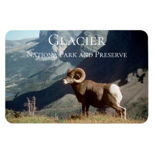 Ímã Bighorn Sheep Ram, Glacier National Park, MT