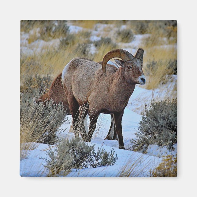 Imã Bighorn Sheep Snow Foto (Frente)