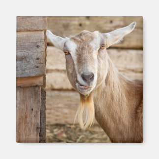 Imã Billy Goat Eating